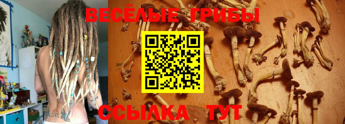 Псилоцибиновые грибы Cubensis  даркнет сайт  Сибай  Вход с VPN  Галлюциногенные грибы Psilocybine cubensis 